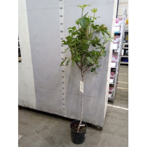 Ficus carica
