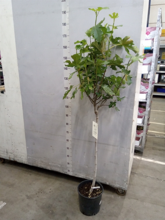 <h4>Ficus carica</h4>
