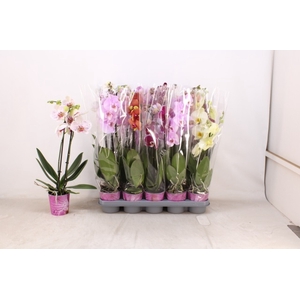 PHAL GEM 5 KL