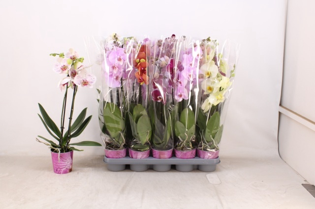 <h4>PHAL GEM 5 KL</h4>