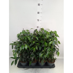 Ficus benja. 'Danielle'