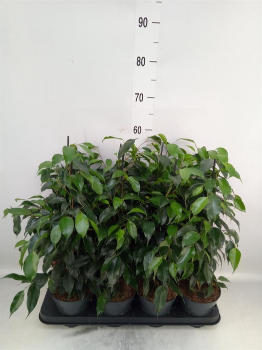 <h4>Ficus benja. 'Danielle'</h4>
