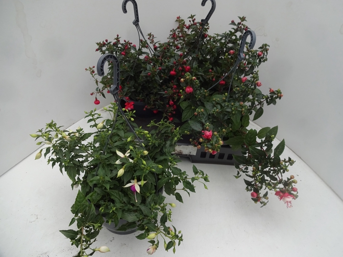 <h4>FUCHSIA GEM</h4>