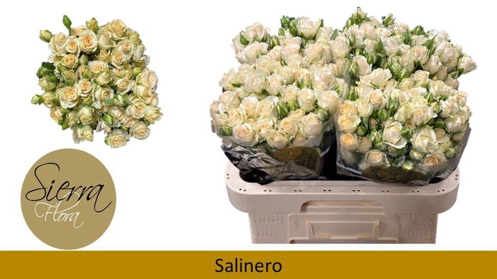 <h4>R Tr Salinero</h4>