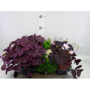 Oxalis   ...