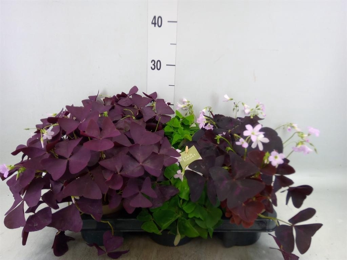 <h4>Oxalis   ...</h4>
