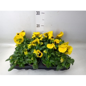 Viola wr. 'Colossus Yellow Blotch'