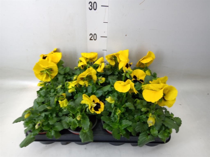 <h4>Viola wr. 'Colossus Yellow Blotch'</h4>