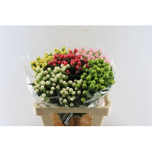 Hyp Coco Gemengd In Pak