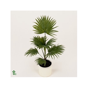 Livistona Rotundifolia P24