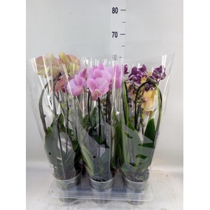 Phalaenopsis  'Elegant Cascade'