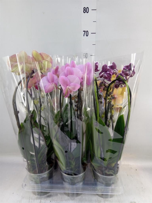 <h4>Phalaenopsis  'Elegant Cascade'</h4>