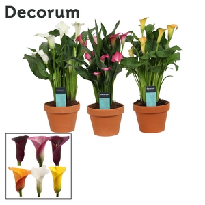 Zantedeschia (Calla) Mix in Terracotta Steen (Decorum)