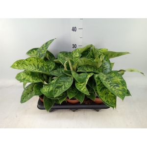 Homalomena wal. 'Camouflage'