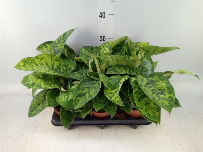 <h4>Homalomena wal. 'Camouflage'</h4>