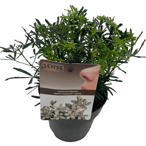 Choisya tern. 'White Dazzler' ® sense