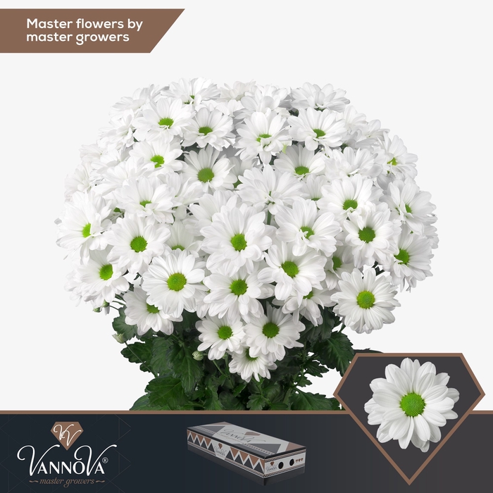 <h4>Chrysanten Chr T Kennedy</h4>