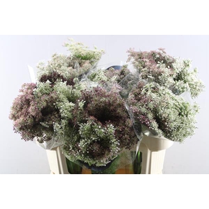 Daucus Carota Dara L 70