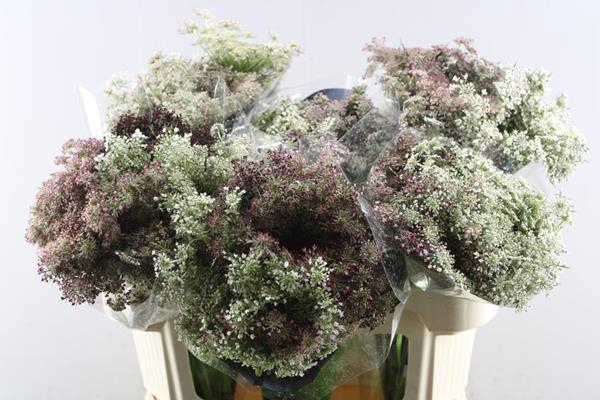 <h4>Daucus Carota Dara L 70</h4>