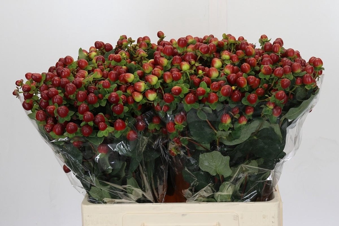 <h4>Hypericum Magical Seasons</h4>