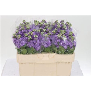 Matth Figaro Lavende