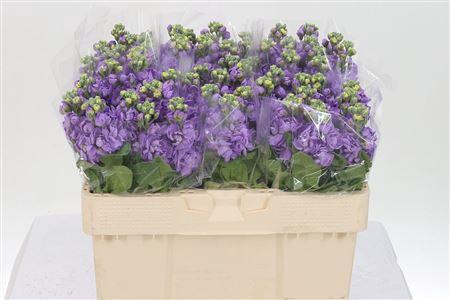 <h4>Matth Figaro Lavende</h4>