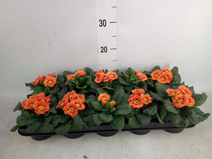 <h4>Primula ac.   ...</h4>