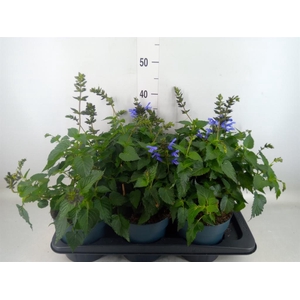 Salvia  'Salgoon Lake Como'