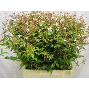 GILLENIA TRIFOLIATA