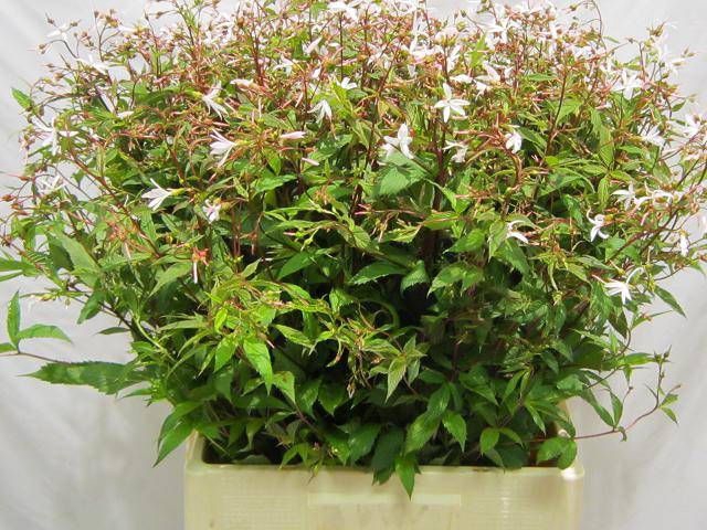 <h4>GILLENIA TRIFOLIATA</h4>