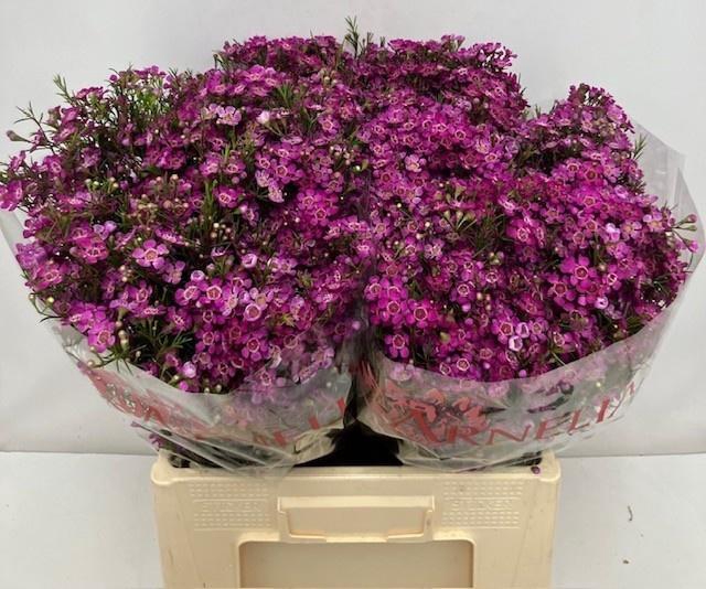 <h4>CHAME PURPLE RAIN</h4>