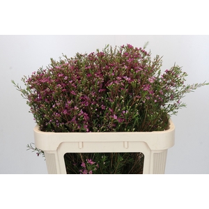 Chamelaucium Eden