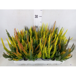 Calluna vulg. 'Skyline'   ...mix 3