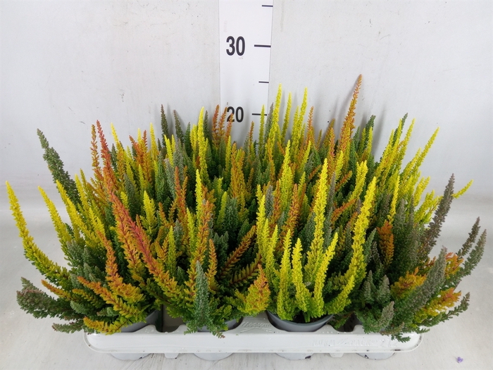 <h4>Calluna vulg. 'Skyline'   ...mix 3</h4>