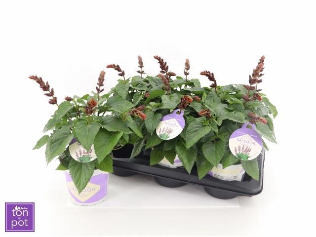 <h4>SALVIA  LAKE FLAMING</h4>