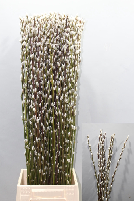 <h4>SALIX CA SNOW FLAKE</h4>