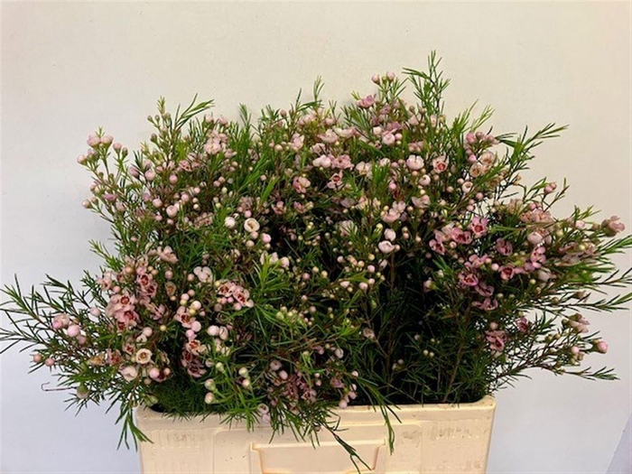 <h4>CHAME UN WENDY ROSE</h4>