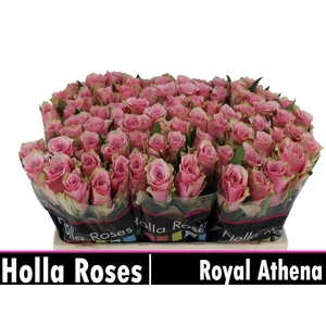 R Gr Athena Royale