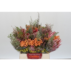 PROTEA PER BOS