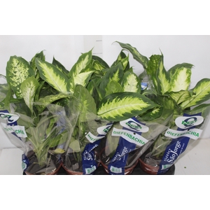 DIEFFENBACHIA VARIADO P15