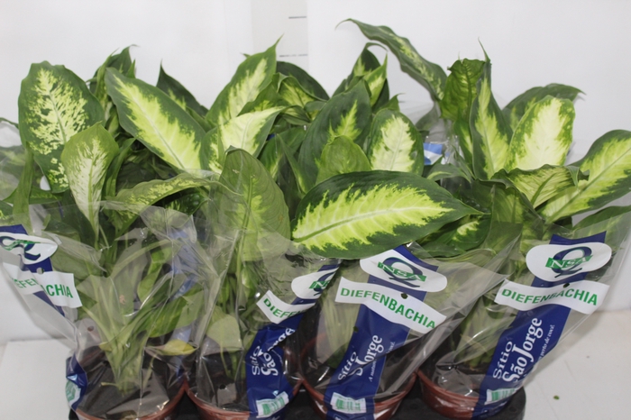 <h4>DIEFFENBACHIA VARIADO P15</h4>