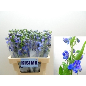 Delphinium el guardian blue