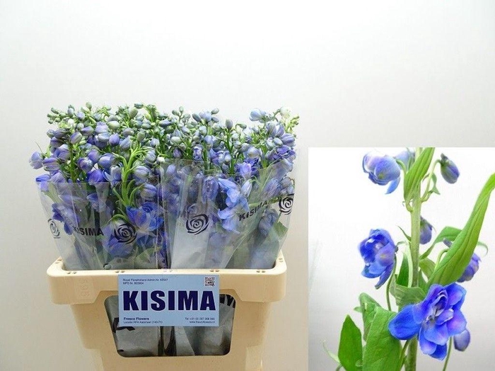 <h4>Delphinium el guardian blue</h4>