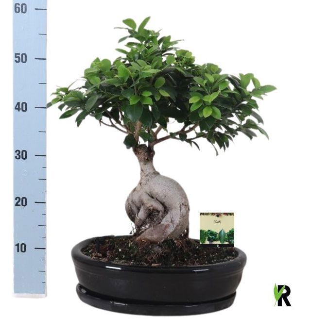 <h4>FIC MI GINSENG</h4>