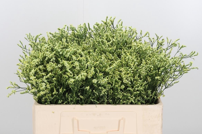 <h4>Lim Sin China Lemon</h4>