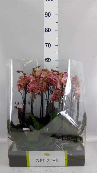 <h4>Phalaenopsis   ...red</h4>