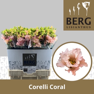 Lisianthus Corelli Coral