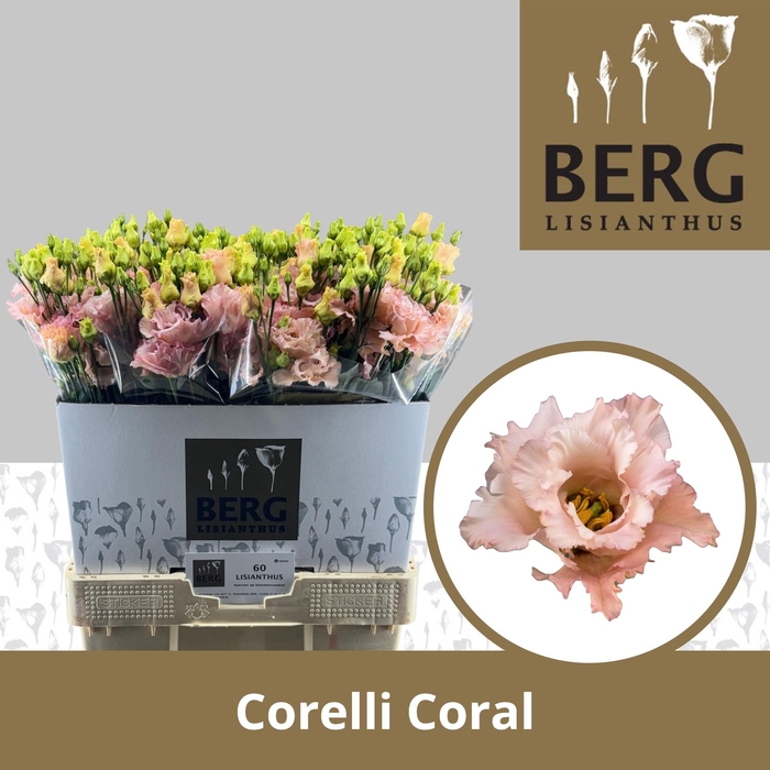 <h4>Lisianthus Corelli Coral</h4>