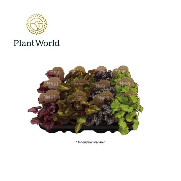 <h4>Begonia gemengd 8,5cm</h4>