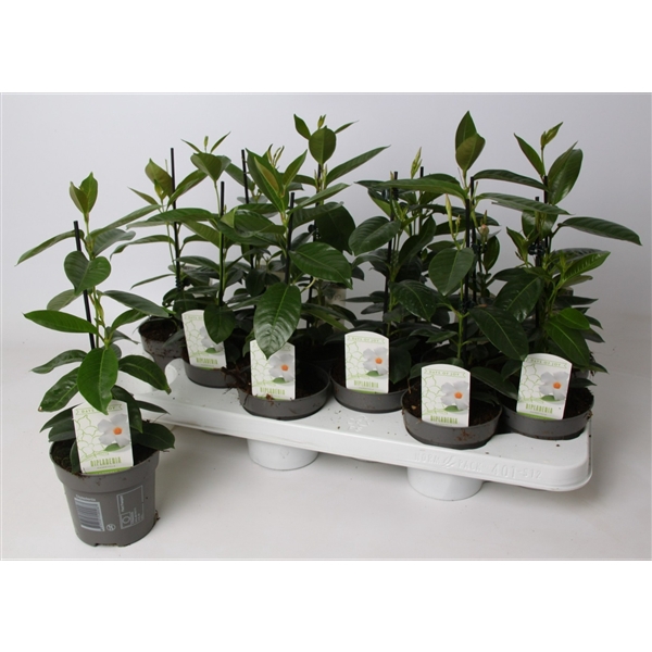 <h4>Dipladenia 'Rio' White</h4>